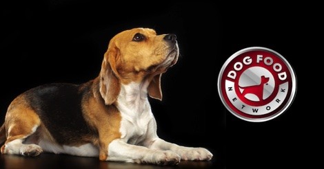 The Best Dog Food Brands for a Beagle 2023