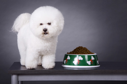 The Best Dog Food Brands For a Bichon Frise 2021 Dog