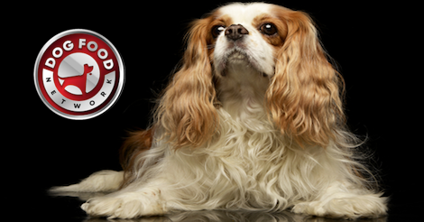 The Best Dog Food Brands For a Cocker Spaniel 2022