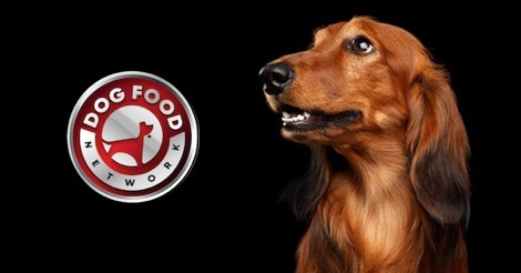 The Best Dog Food Brands For a Dachshund 2023