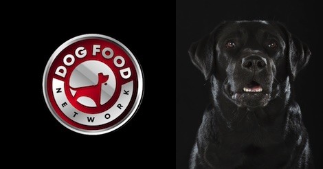 The Best Dog Food Brands For a Labrador Retriever 2022