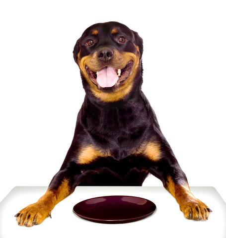 what is the best dog food for my rottweiler