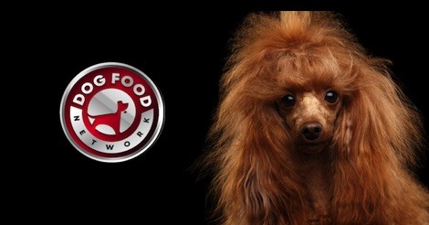 The Best Dog Food Brands For a Toy Poodle 2022