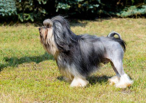 Top 10 Most Expensive Dog Breeds in The World For 2023 - Dog Food Network