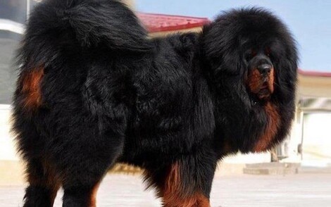 Top 10 Most Expensive Dog Breeds in The World For 2023